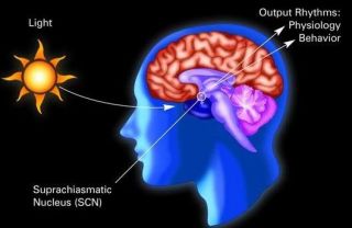 sunlight_to_brain
